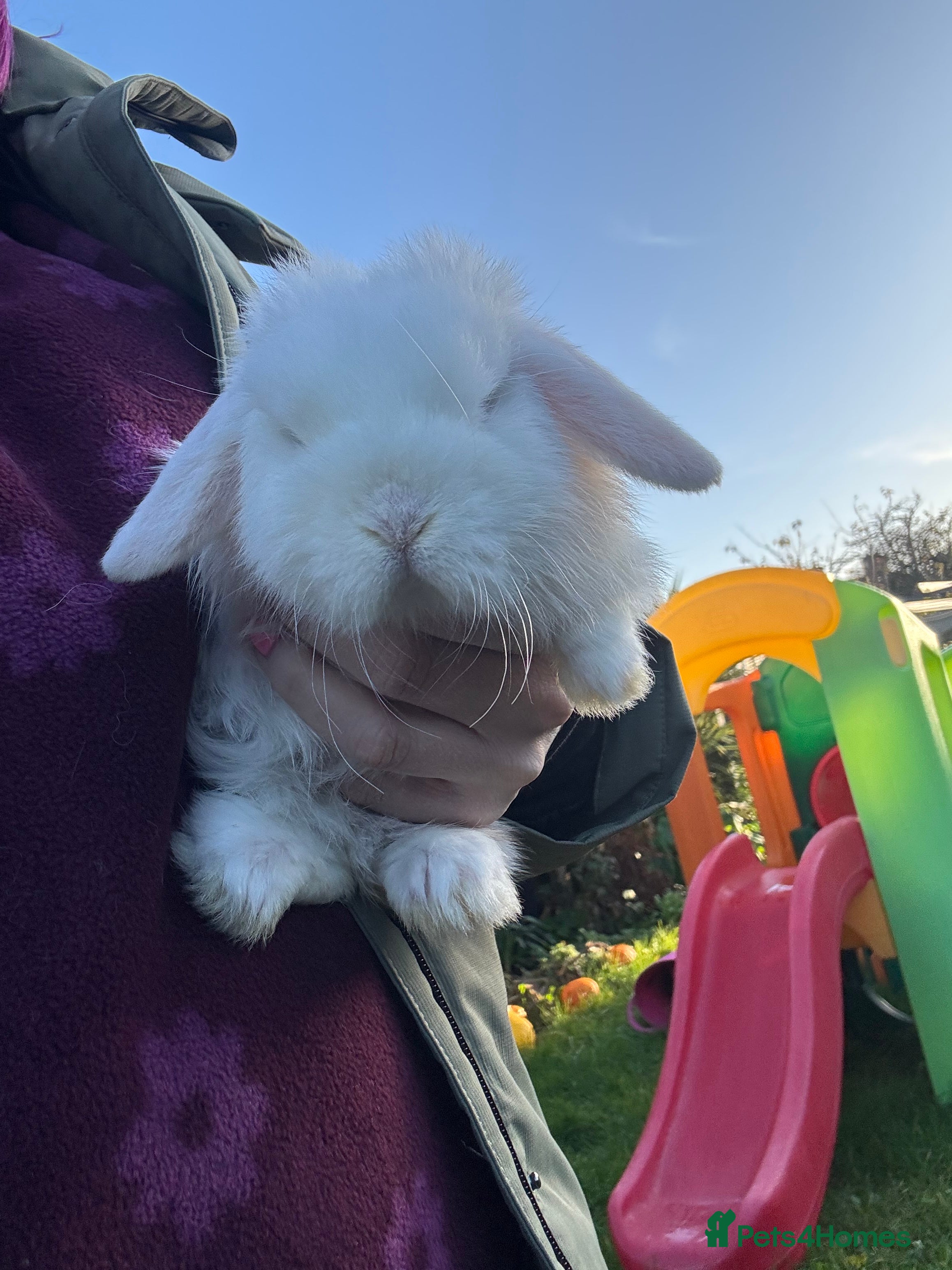 Mini Lop rabbits Baby Mini lop boy available  - Advert 3