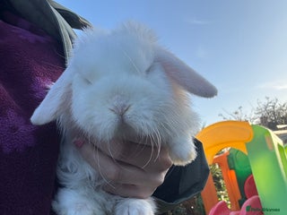 Mini Lop rabbits Mini lop baby bunnys ready now - Advert 12