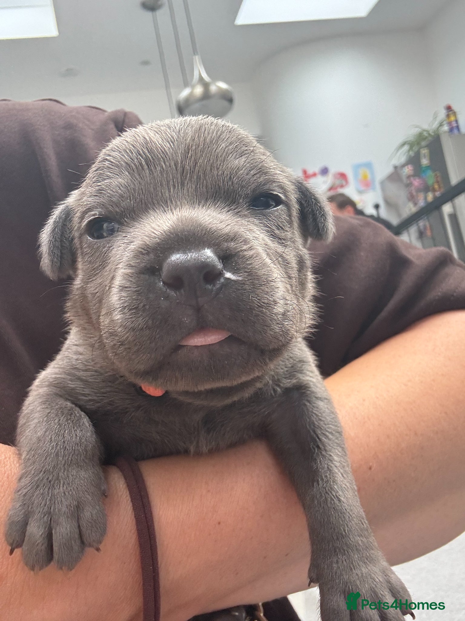 Staffordshire Bull Terrier dogs *2 WEEKS OLD* Blue Staff Bull Terrier Puppies  - Advert 1