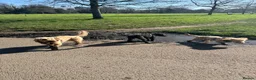 Cockapoo dogs for sale: Ruby and Rosie  in Cardiff - Advert 12