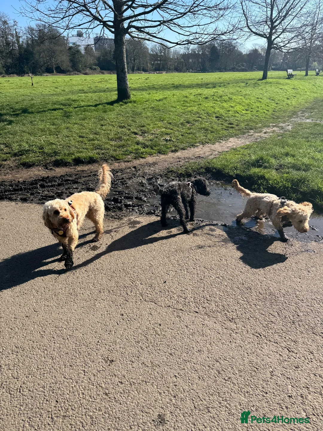 Cockapoo dogs for sale: Ruby and Rosie  in Cardiff - Advert 12