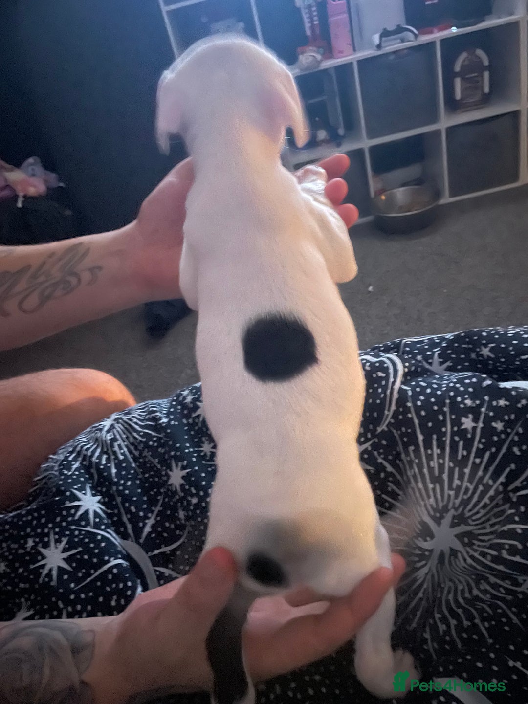 Staffordshire Bull Terrier dogs for sale: Staffy puppies  - Advert 14