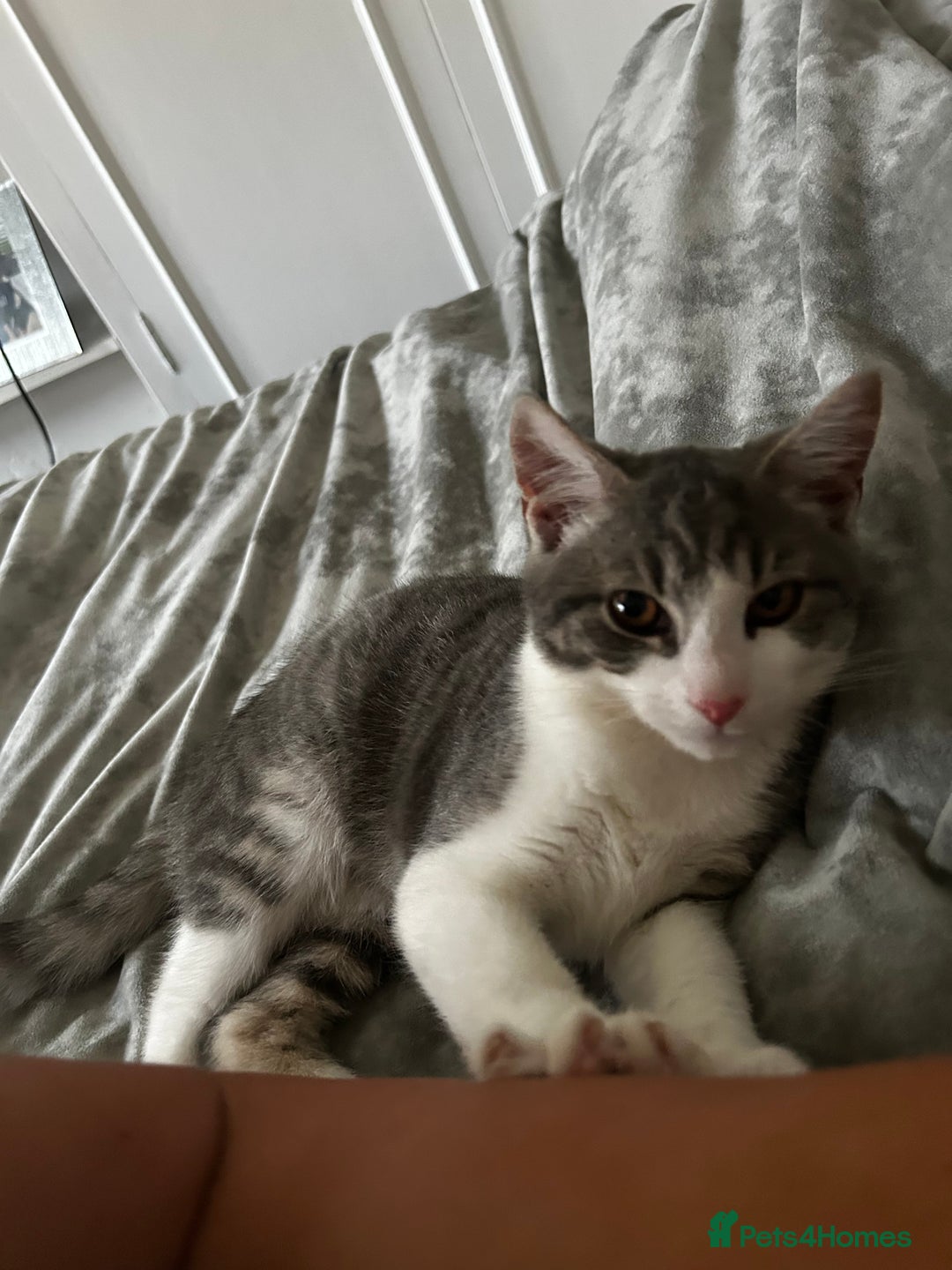 Mixed Breed cats for sale: Tabby white n gray cat - Image 1