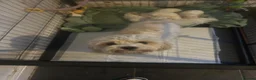 Cavachon dogs for sale: Ready to leave cavachon puppies  in Birmingham - Advert 3