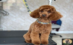 Miniature Poodle dogs for stud:  ⭐️KC PRINCE CHARMING BLUE BOY MINIATURE POODLE⭐️ - Image 15