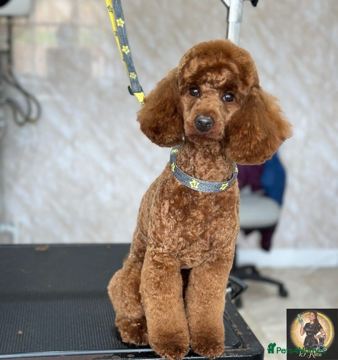 Miniature Poodle dogs for stud:  ⭐️KC PRINCE CHARMING BLUE BOY MINIATURE POODLE⭐️ - Image 15