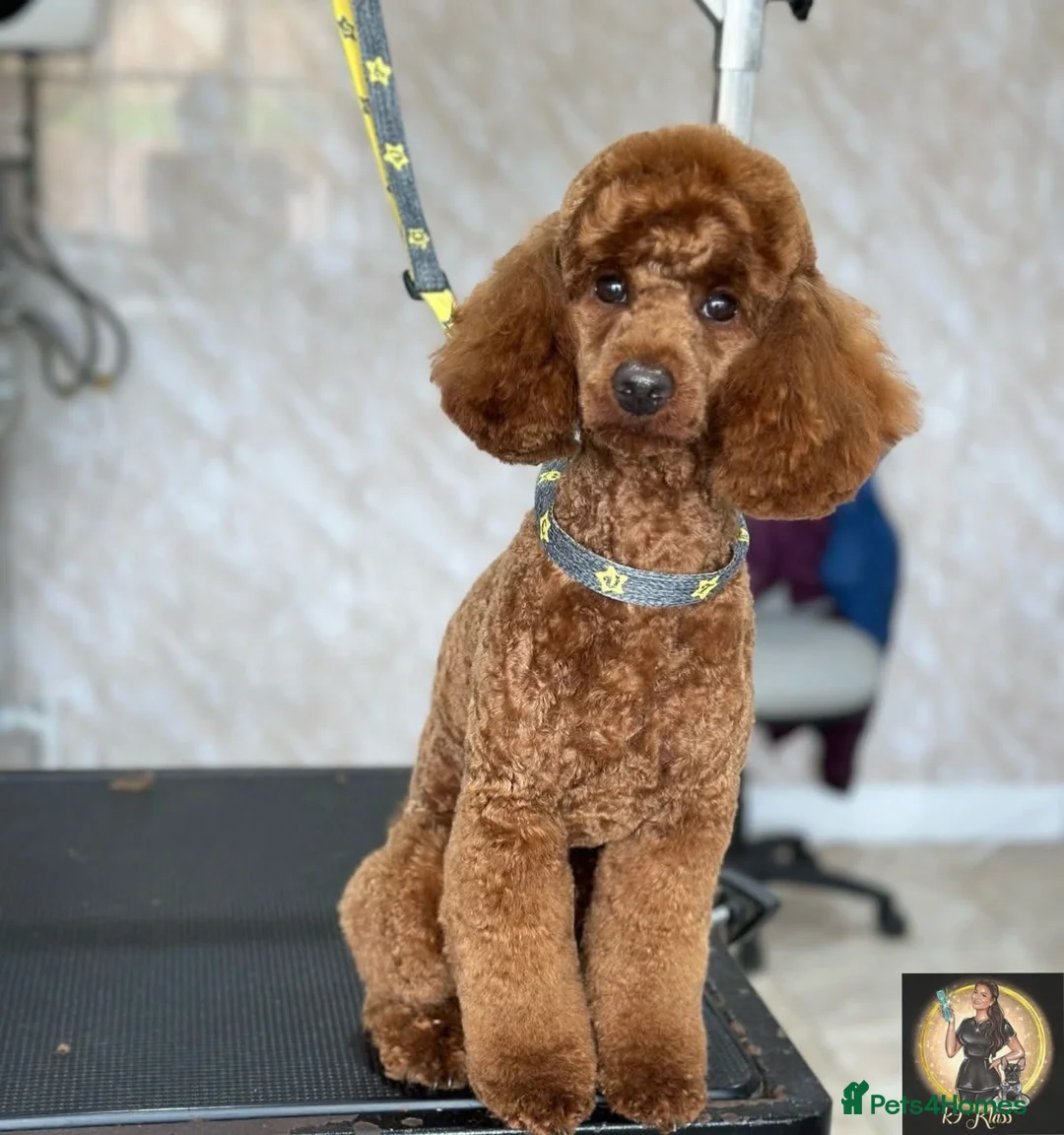 Miniature Poodle dogs for stud:  ⭐️KC PRINCE CHARMING BLUE BOY MINIATURE POODLE⭐️ - Advert 10