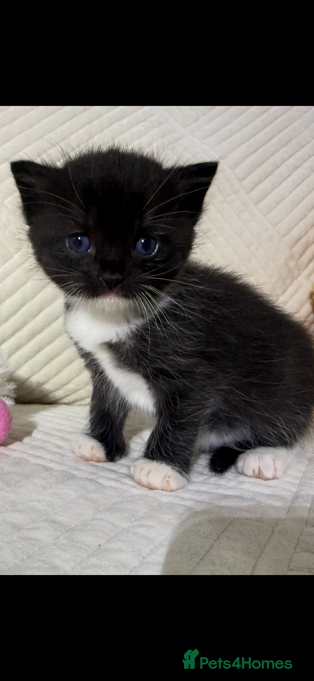 Mixed Breed cats for sale: Beautiful Ragdoll mixed kittens for Sale  - Advert 12