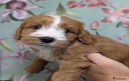 Cockapoo dogs for sale: Show type Cockapoos DNA CLEAR  - Image 15