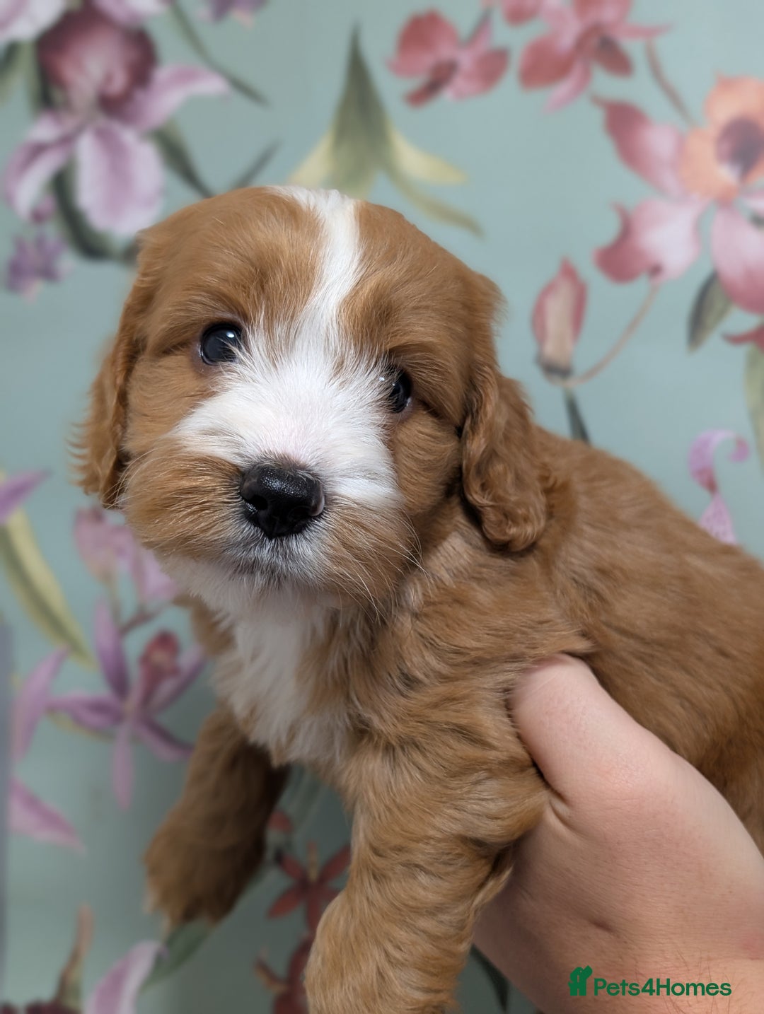 Cockapoo dogs for sale: Show type Cockapoos DNA CLEAR  - Image 15