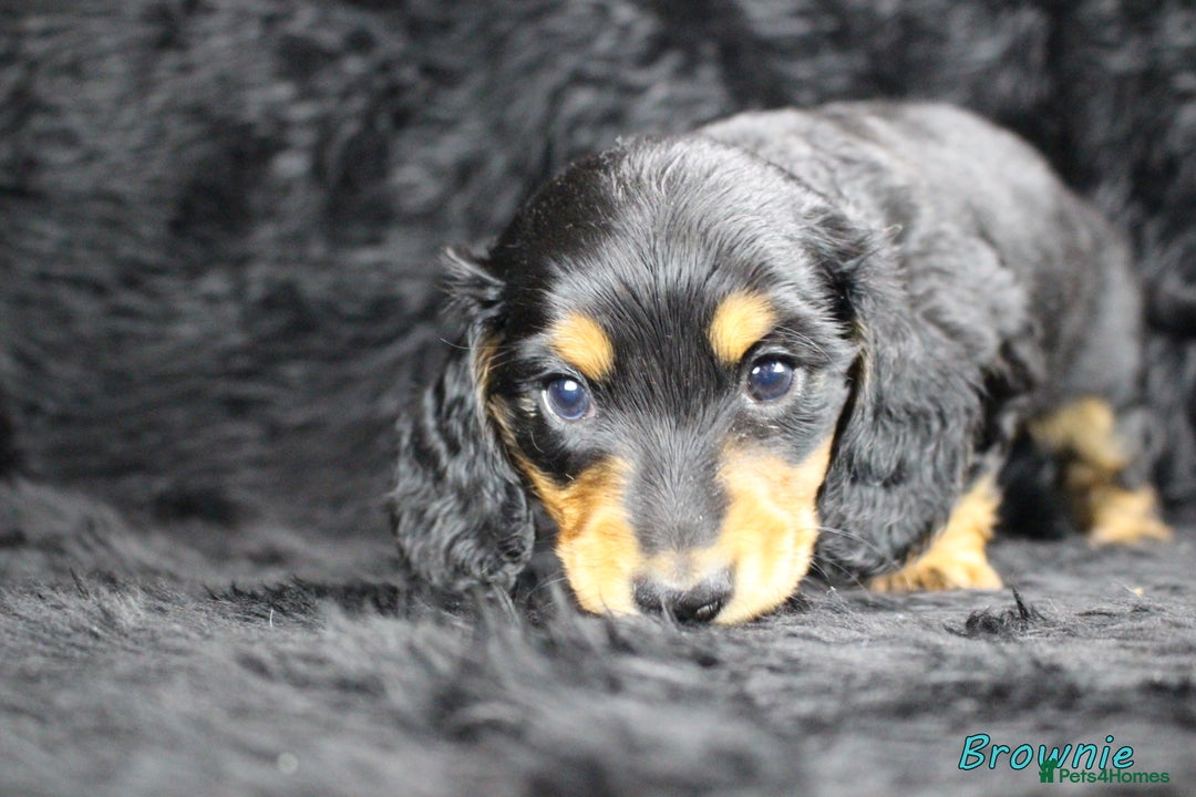 Miniature Dachshund dogs for sale: KC PRA Clear Mini Longhair Daxies – Dapple - Advert 4