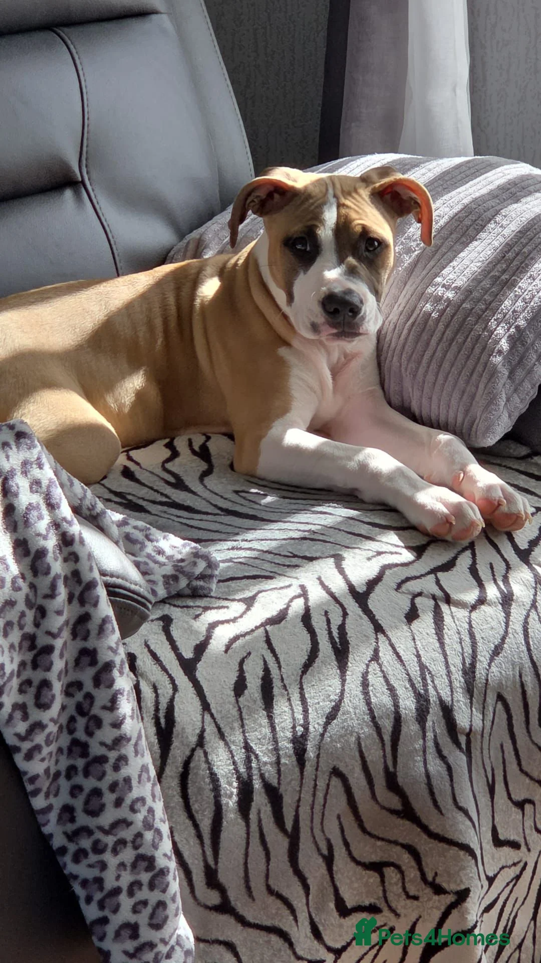 Mixed Breed dogs for sale: Staff X  - Advert 1