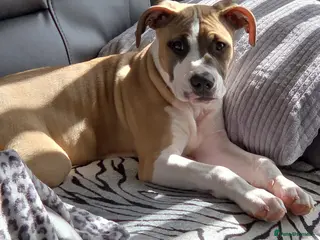 Mixed Breed dogs Staff X - Advert 2