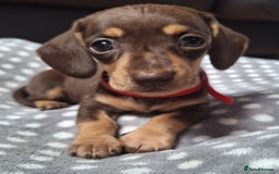 Dachshund dogs for sale: 4 beautiful dachshund girls  - Image 1