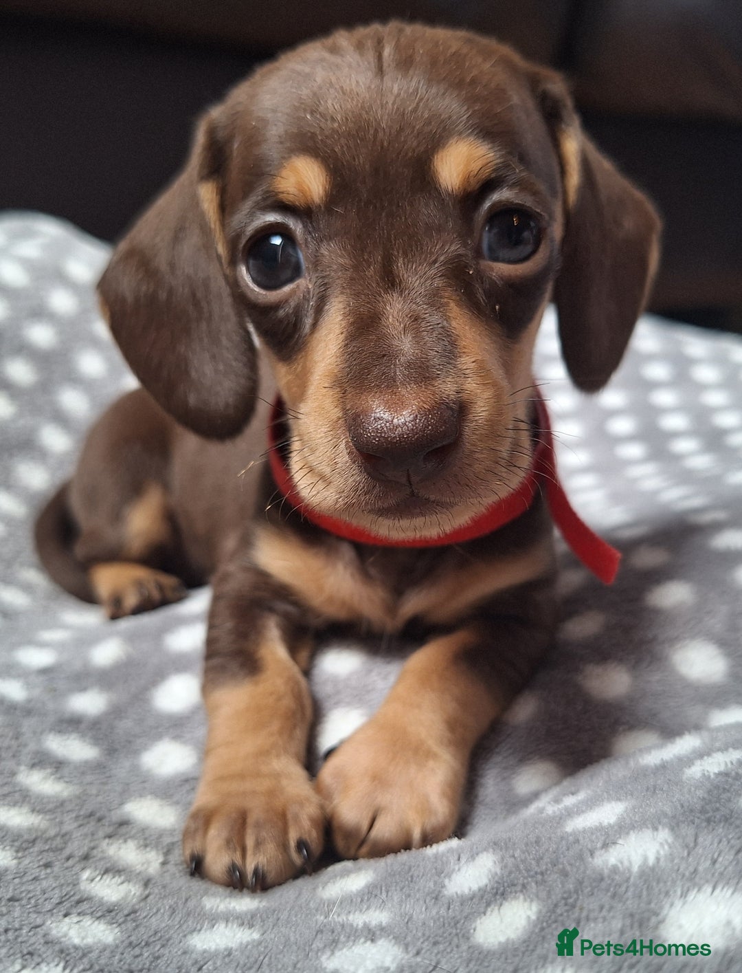 Dachshund dogs for sale: 4 beautiful dachshund girls  - Image 1