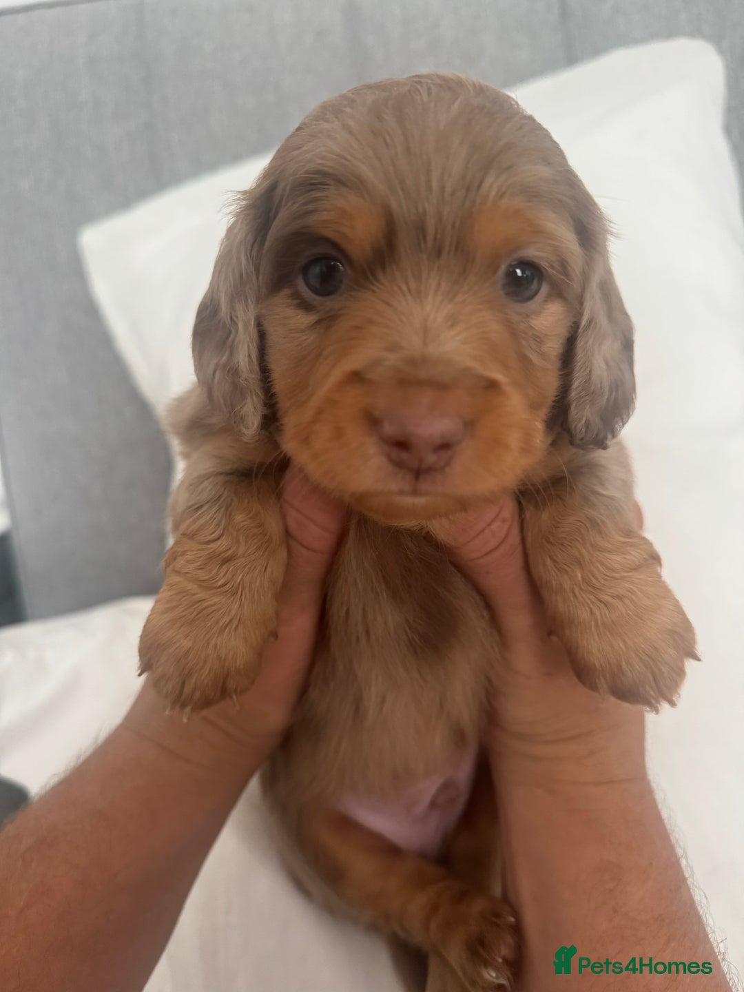 Miniature Dachshund dogs for sale: 3 Beautiful miniature longhair dachshund puppies - Image 23