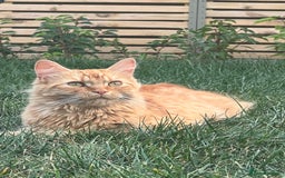 British Longhair cats for sale: Amber - British Semi Longhair - Image 4