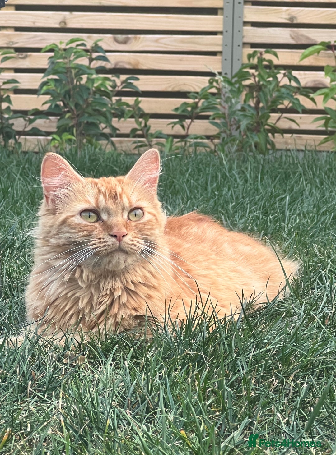 British Longhair cats for sale: Amber - British Semi Longhair - Image 4