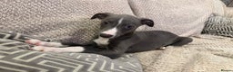 Whippet dogs for sale: Dolly & Walter’s pups  - Advert 3