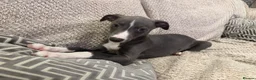 Whippet dogs for sale: Dolly & Walter’s pups  - Advert 3
