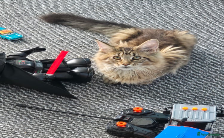 Maine Coon cats in High Wycombe - Advert 5