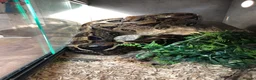 Boa Snake reptiles for sale: Common Boa constrictor  in Minehead - Advert 3