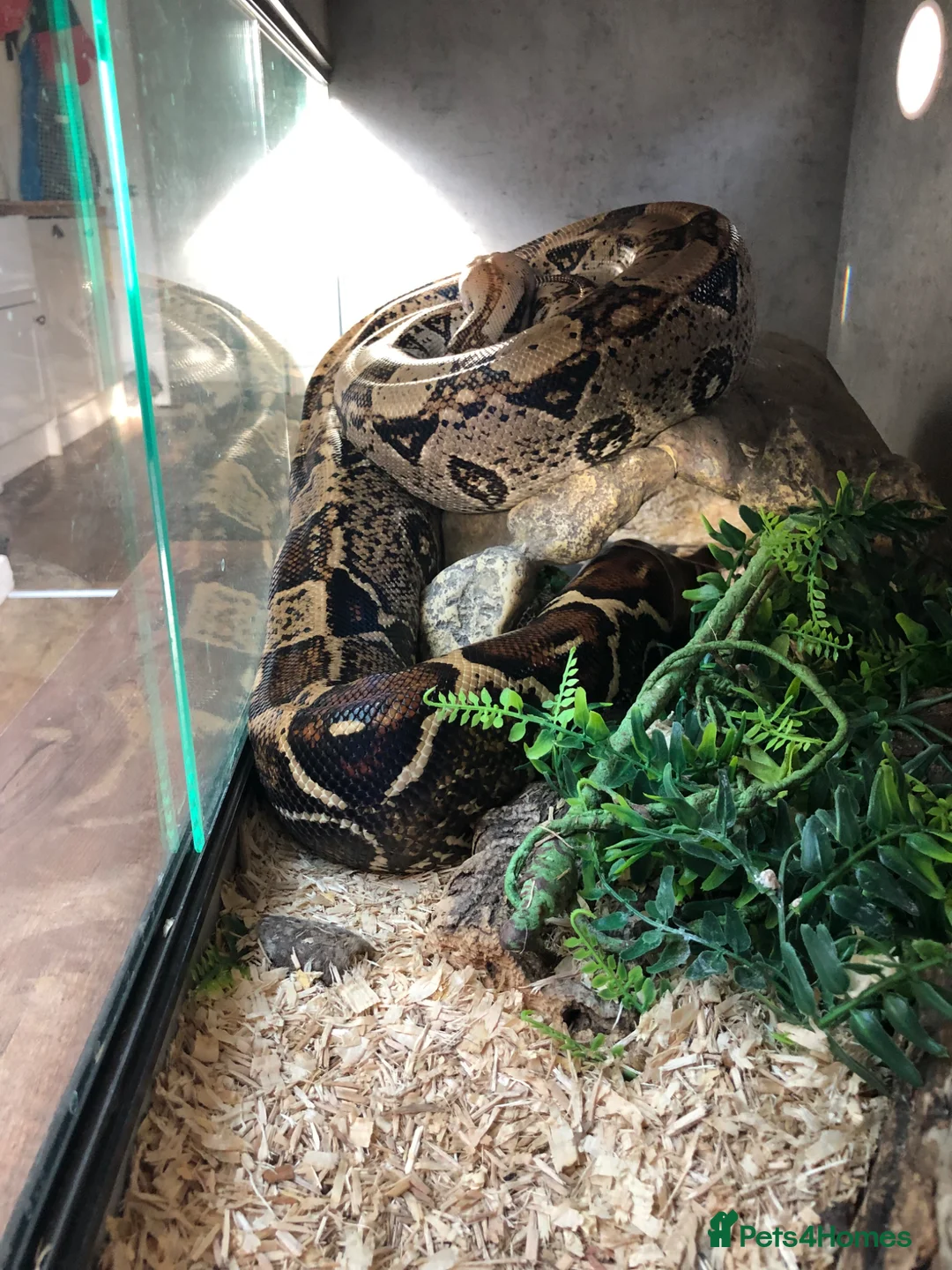 Boa Snake reptiles for sale: Common Boa constrictor  in Minehead - Advert 3