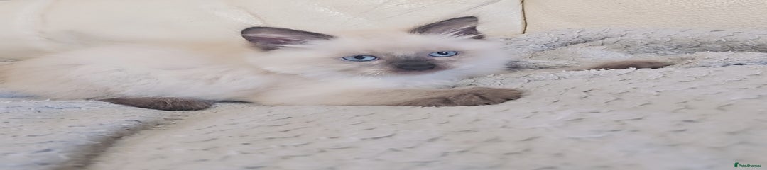 Ragdoll Kitten 2