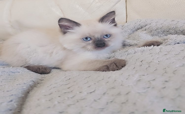 Ragdoll cats - Advert 3