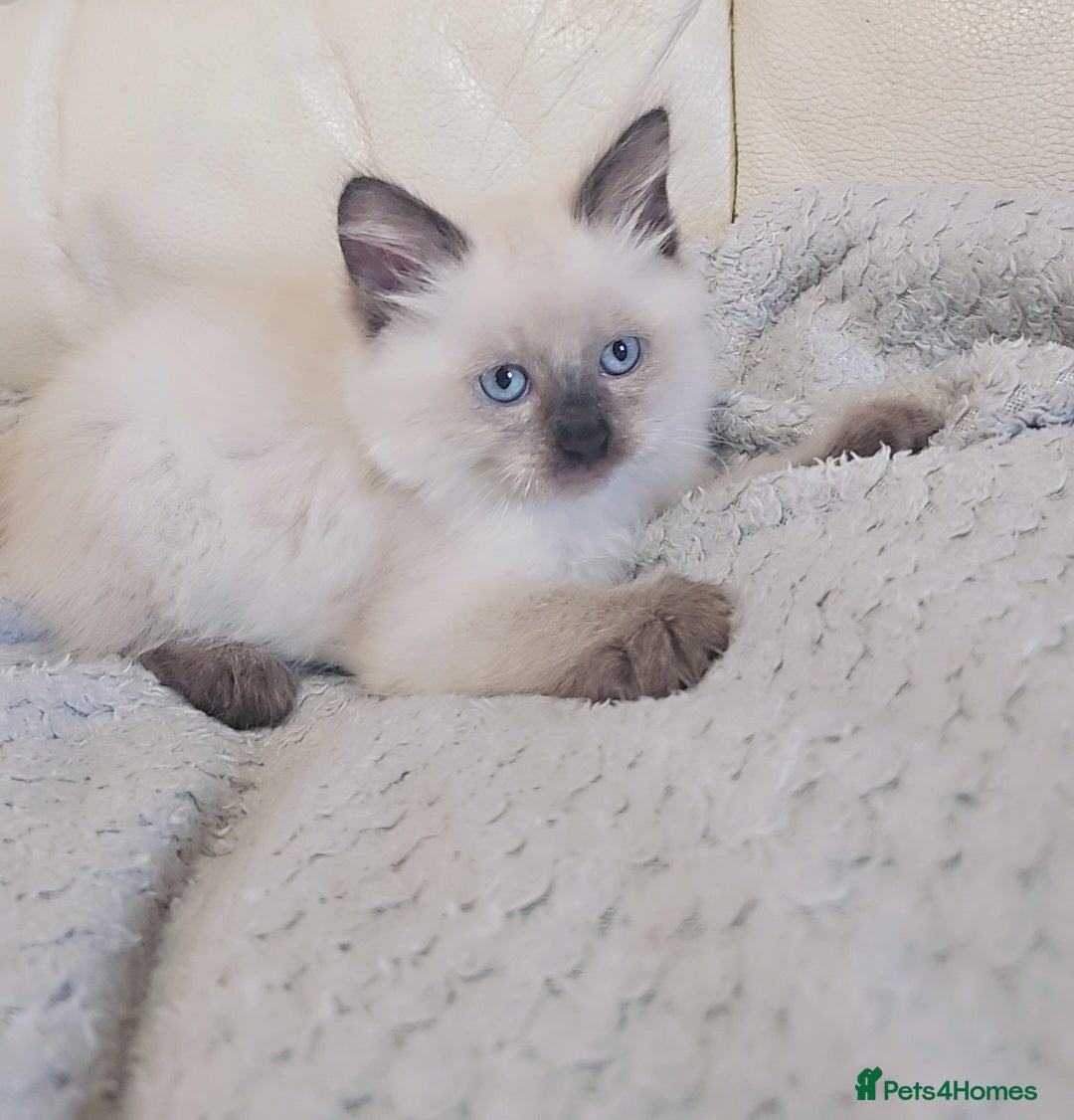 Ragdoll cats for sale: Beautiful Ragdoll kitten ready to leave  - Image 1