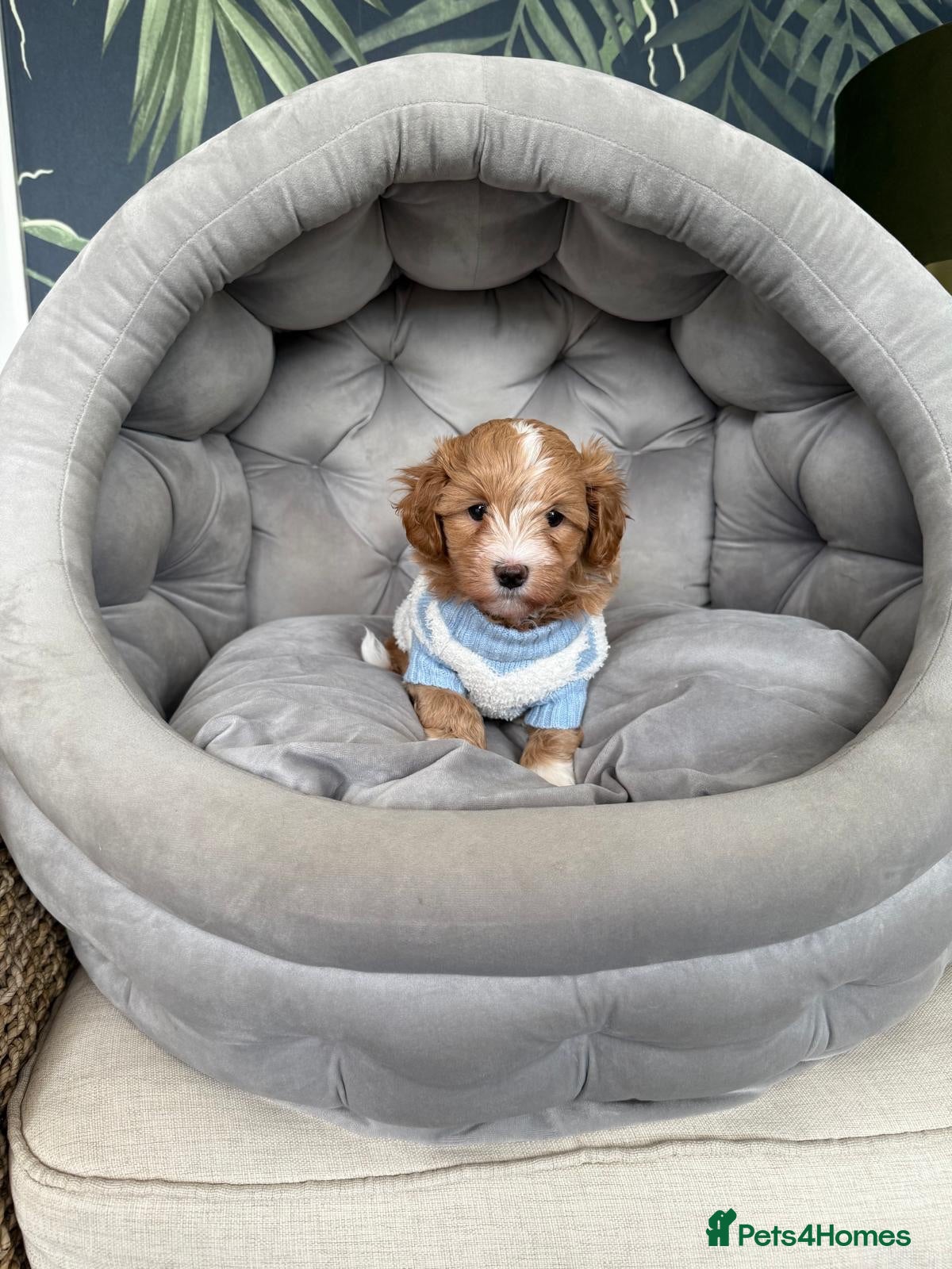 Maltipoo dogs Beautiful Red F1 Maltipoos - Advert 4