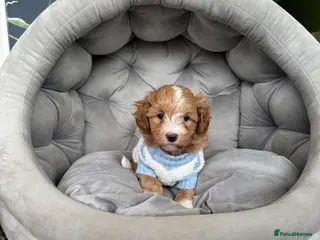 Maltipoo dogs Beautiful Red F1 Maltipoos - Advert 4