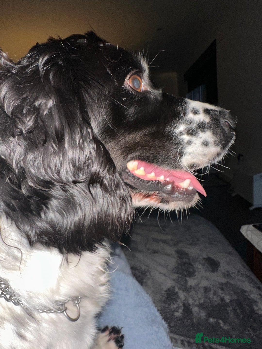 English Springer Spaniel dogs for sale: Springer Spaniels - Image 26