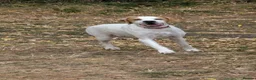 Pointer dogs for sale: Teisgol pointers litter due - Advert 2