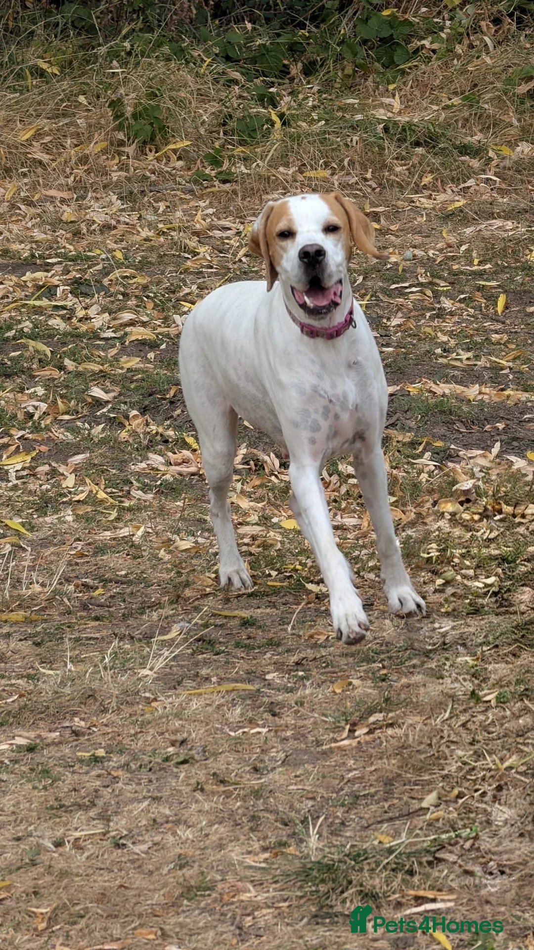 Pointer dogs for sale: Teisgol pointers litter due - Advert 2