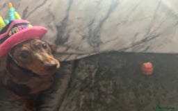 Miniature Dachshund dogs for sale: Female Chocolate tan dapple  - Image 12