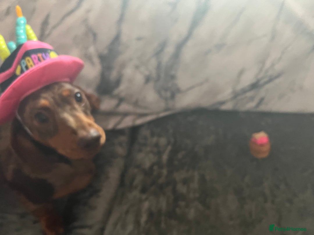 Miniature Dachshund dogs for sale: Female Chocolate tan dapple  - Image 12