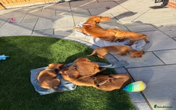 Hungarian Vizsla dogs for sale: KC regarding Hungarian Vizsla puppies - Image 32