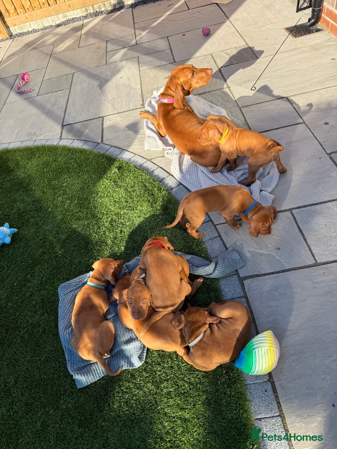Hungarian Vizsla dogs for sale: KC regarding Hungarian Vizsla puppies - Image 32