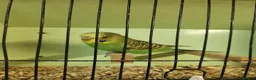 Budgerigars birds for sale: Budgies available now 🐦🐦‍⬛🦜🦚 - Advert 18