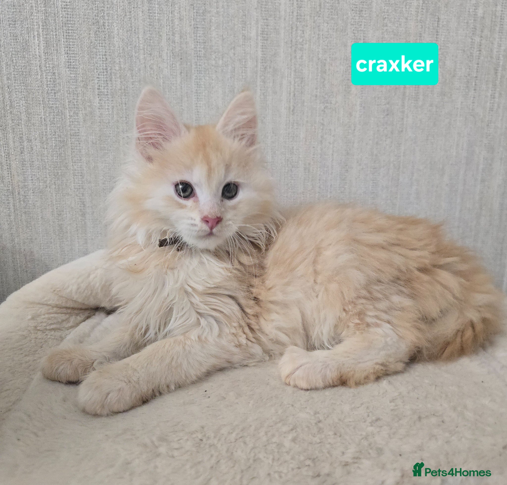 Maine Coon cats Stunning Red Maine Coons Boys - Advert 12