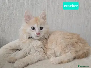 Maine Coon cats Stunning Red Maine Coons Boys - Advert 12