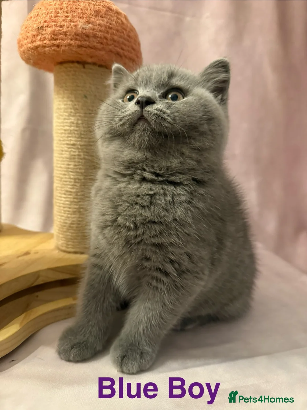 British Shorthair cats for sale: Registered Pedigree British Shorthair & Longhair  - Advert 2