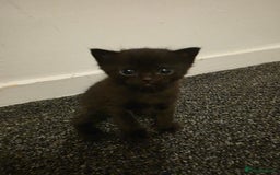British Shorthair cats for sale: Kittens - Image 3