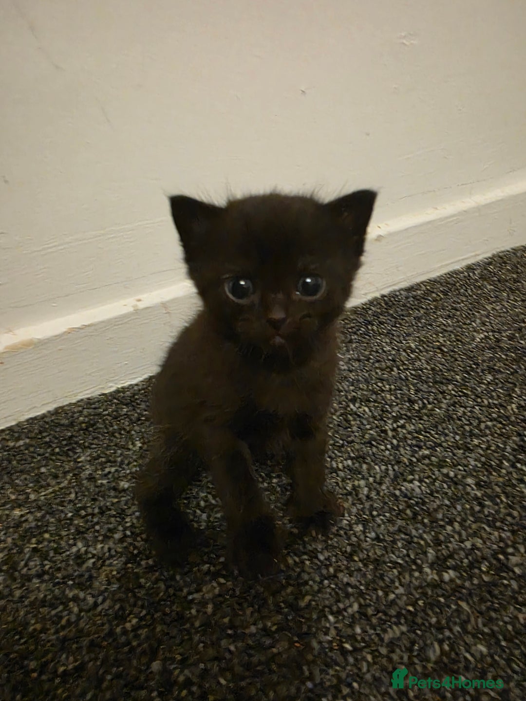 British Shorthair cats for sale: Kittens - Image 3