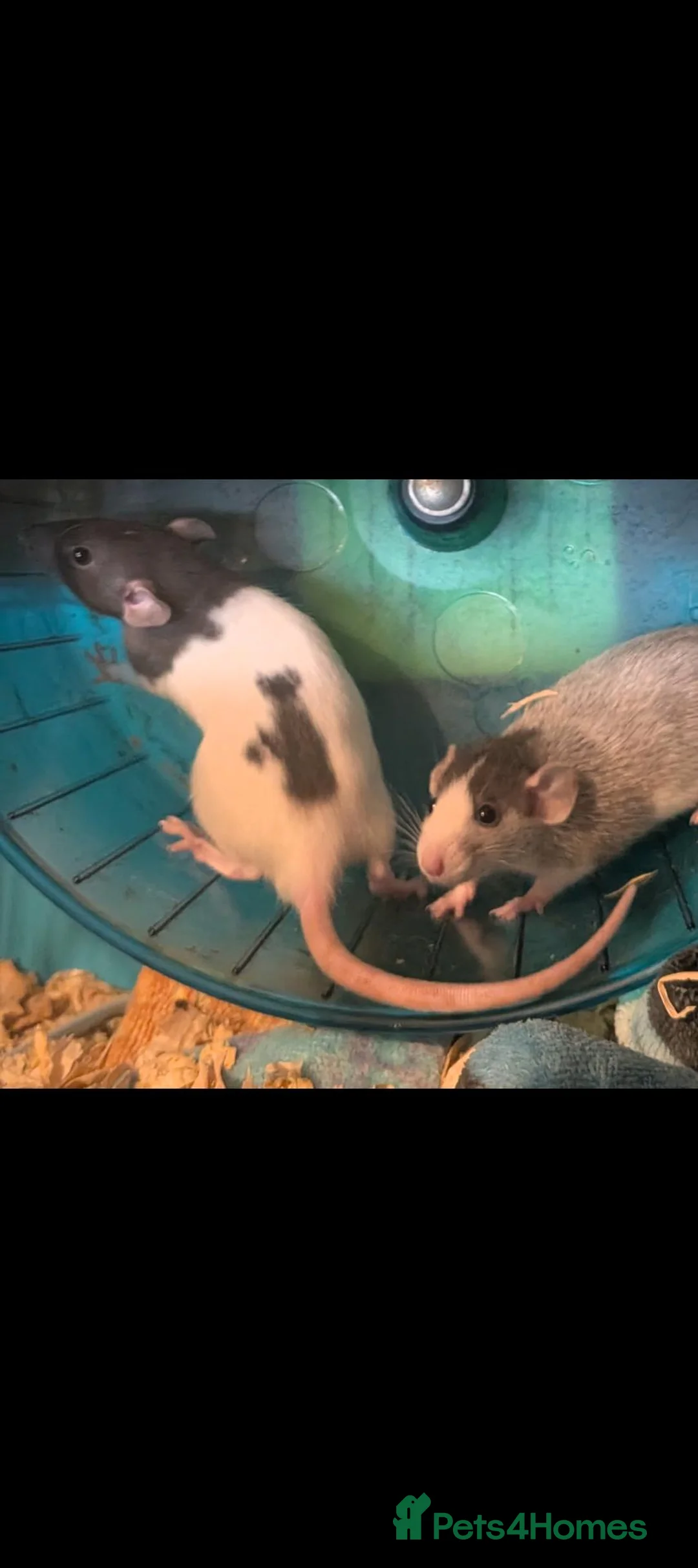 Rat rodents for sale: Beautiful juvenile rats - girls - Advert 2