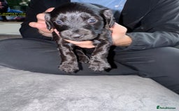 Mixed Breed dogs for sale: Cocker Schnoodle Puppies - Image 3