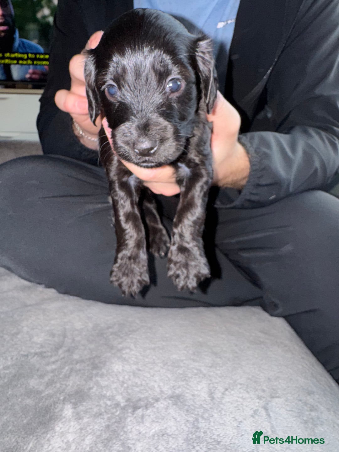 Mixed Breed dogs for sale: Cocker Schnoodle Puppies - Image 3