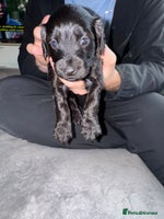 Mixed Breed dogs - Advert 2