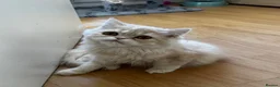 Persian cats for sale: Vaccinated 4 Beautiful Persian Chinchilla Kittens  - Advert 27